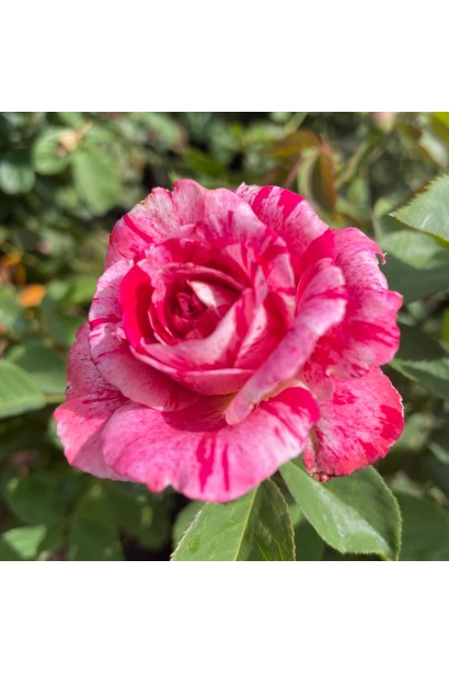 Роза биколор Бест Импрешн